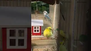 Entz&uuml;ckende V&ouml;gel 😲