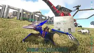 The War of server 74 DbD vs SC