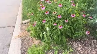 Native rain garden July 8 2025 Sunnymeade Ancaster