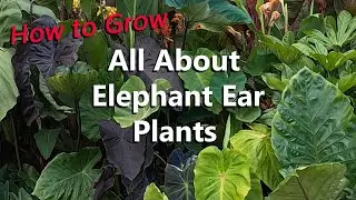 How To Buy, Grow, Care For, Propagate, and Learn All About the Elephant Ear Plants in My Garden