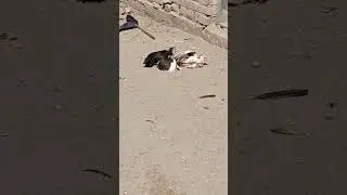 Aseel Rooster Action | Desi Chicken Ground Fight 🐓⚡