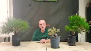 Very informative tips about how to get the best  from your Japanese black pine techniques