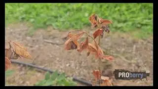 ProBerry 016: Nowe choroby w bor&oacute;wce powodujące raka bakteryjnego! To już nie tylko pseudomonas!