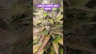Gorilla Cookies Auto Day 74