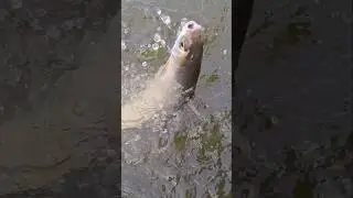Mancing ikan bandeng besar
