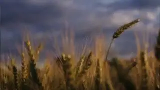 Gelin Kızın Ölümü - Melih Cevdet Anday