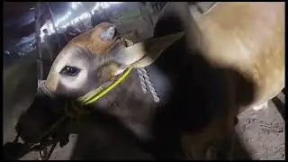 sargodha mandi