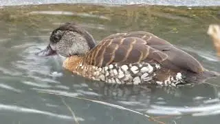 Spotted Tree Duck