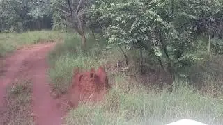 Srisailam Jungle Safari Video 2