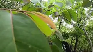 Darbonne Bayou Bream in the Thicket 5/21/22
