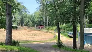 My decision on selling my whole dairy herd. Homesteading needs change!