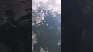 Top water bite is on!!!