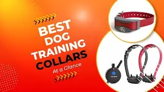 Top 5 Best Dog Training Collars