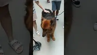 🤠🐕Such a gentle shepherd 🥰