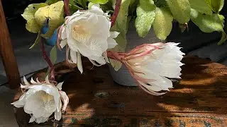 A beleza encantadora das flores da dama da noite 🥰