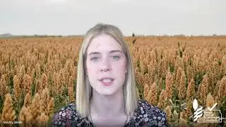Sorghum Update | June 17, 2025