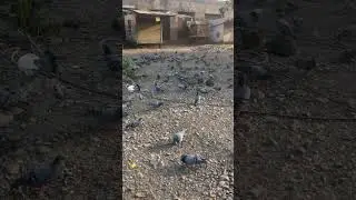 Cinematic Kabootar Walk 🕊️ |Nature in 33 Sec #cinamatic #naturelovers #birdwatchingindia