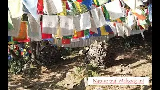 Himachal vlog part 7| Nature trail Naddi to Gallu devi temple via Dharmkot, Mcleodganj | Flag temple