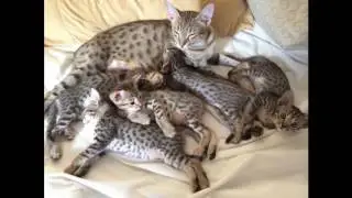 Savannah Cat and Kittens | History of the Savannah Cat Breed