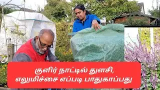 இந்த முறையில் குளிர்நாட்டில் பாதுகாக்க வேண்டும் (எலுமிச்சை,துளசி)|இலகுவான முறை|  Gardentour #thulasi