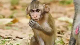 So Cute Janna! Baby Monkey Look Cute Today, Monkey Janet Still Want Steal Milk janna