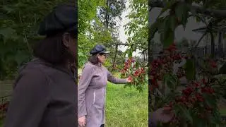 CommunityGarden. Free fruit picking 🍒 🍇 🍎 #canada #city #fruits #community #vlog  #public #plants