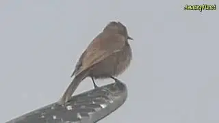 Brown rockchat Singing (Oenanthe fusca) | Indian chat Singing - Birds of South Asia - Rockchat Bird
