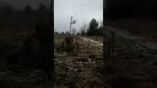 There was a nice stream, but it disappeared)) #wood #forest #review