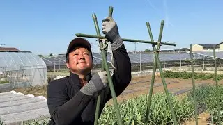 野菜作りは土作りが大切だった！野菜作り【総集編２】26/1/1