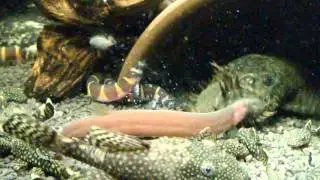 Aquariofilia / Fishkeeping - Pangio oblonga. The oldest in private aquariums?