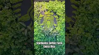 Starbucks Coffee Farm, Costa Rica #starbucks #coffee #coffeefarm #haciendaalcasia #costarica