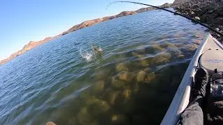Colorado River LMB by Dam 11-17-23