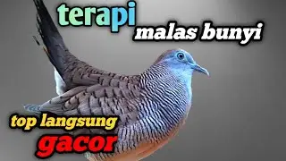 Perkutut lokal gacor pikat dan pancingan paling dicari 