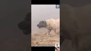 Kangal vs wolf 🐺The Turkish Dog &ndash; The Ultimate Protector of Livestock! 🐺🔥