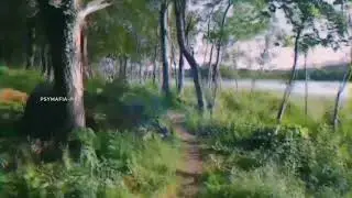 PSYMAFIA ॐ Psychedelic Forest Trip 🌳🍄🪐
