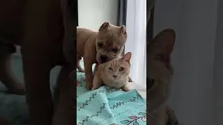 Кошки против собак? #амбулли #americanbully #суперсобака #булли #американскийбулли #собака #кот