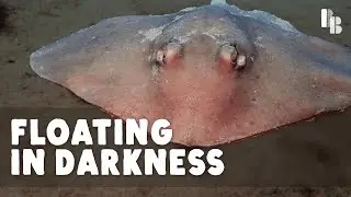 Летать в воде, как глубоководный скат