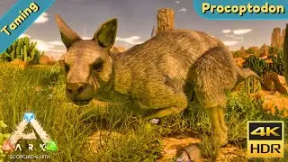 ARK Scorched Earth Ascended  : Tame a Procoptodon