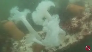 Weekly Vis Check in the PNW at Sunrise Dive Resort Hoodsport Washington