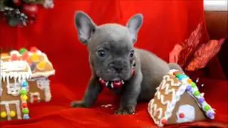 Little Miss Purple Iris Blue French Bulldog Puppy for sale