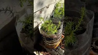 Можжевельник рассада легко