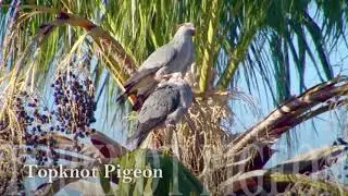 Topknot Pigeon