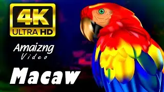 T Marvelous Macaw Magic 10 Mesmerizing Macaw Moments on YouTube | Macaw HD Video