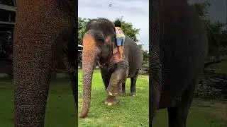 **Девушка пыталась сесть на слона, но всё пошло не по плану! 😱🐘**