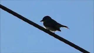 Eastern Phoebe Bird Call / Sound / Song / Bird Sounds - 10.07.22