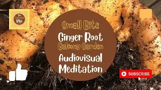 The Jazmine Vibe Garden - Small Bite - Ginger Root - Balcony Garden - Audiovisual Meditation