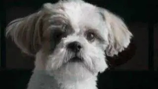 Pets Have Feelings Too
