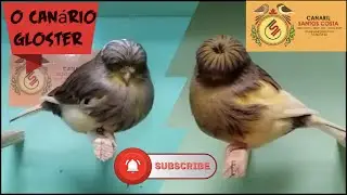 История Gloster Fancy Canary