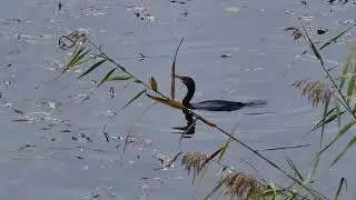 CORMORANI ai LAGHETTI di TAIO VALLAGARINA TRENTINO   