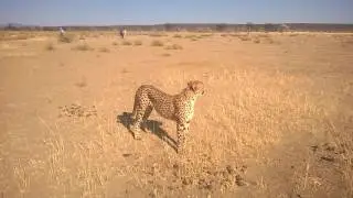 Namibia Cheetah